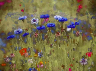 Cornflower Blue