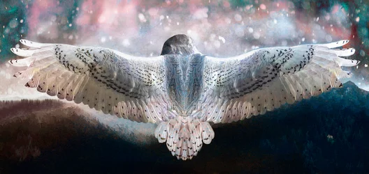 Dare to Fly
