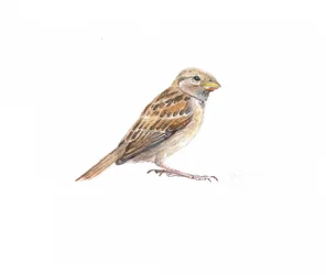 Female Sparrow II