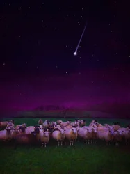 Flock by Night