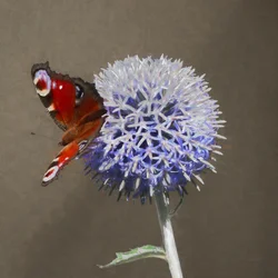 Peacock on Blue Thistle, 2018