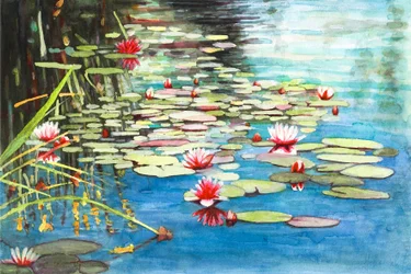 Waterlilies