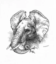African Elephant