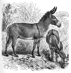 African Wild Ass