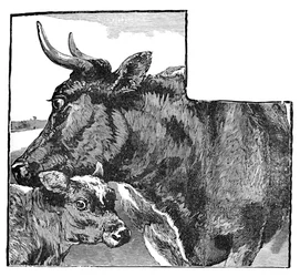 Cow and Calf