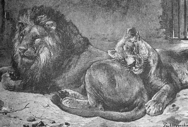 Lion and Lioness