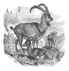 Persian Wild Goats, c1900