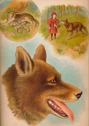 The Wolf