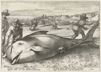 Stranded Pilot Whale on the Beach at Zandvoort, 1594