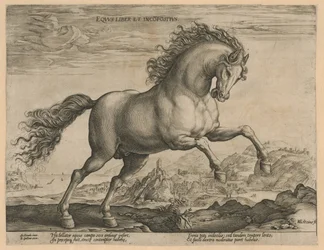 Wild Horse