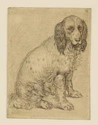 Sitting Drentsche Partridge Dog