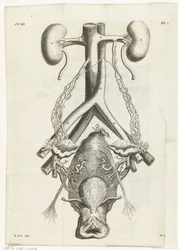 Anatomical illustration of the female genital organs and the kidneys (Book illustration for: Reinier de Graaf, Alle de wercken, Amsterdam, 1686)