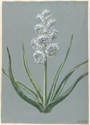 Hyacinth Margrave Charles of Baden Durlach