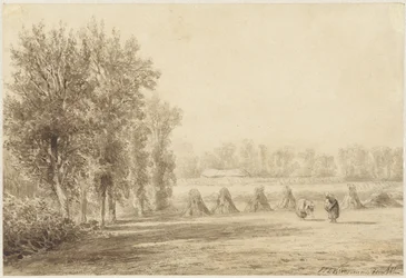 Cornfield