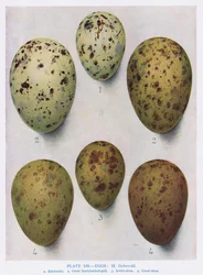 Eggs: Black Headed Gull: Common Gull: etc, illustration from 