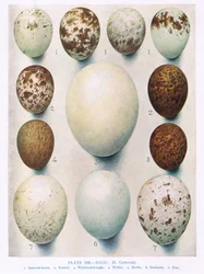 Eggs: Montagu