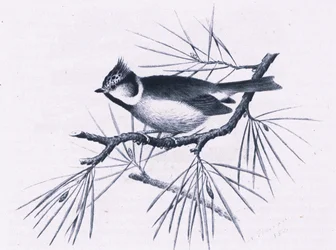 Scottish Crested Tits, Nature in Britain