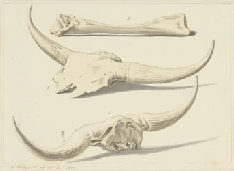 Fossil Bones of an Aurochs, Found During the Flood, 1809