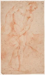Male model study, standing