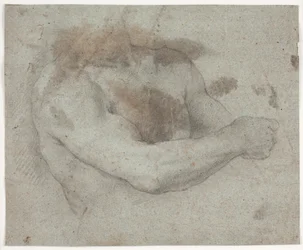 Upper Body of Male Model