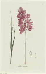 Ixia patens Aiton, Ixia aristata (title on object)