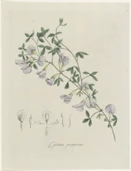 Purple Broom