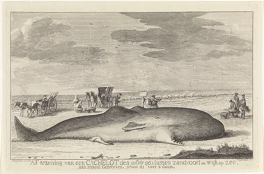 Stranded Sperm Whale (Drawing of a Sperm Whale on February 20, 1762, Between Zandvoort and Wijk aan Zee, Driven Ashore, 61 Feet 6 Inches Long)