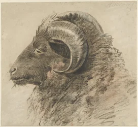 Head of a Ram, Facing Left, Seen from the Side
