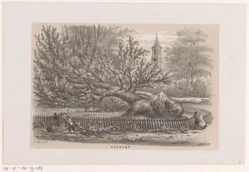 Fallen Tree by the Koekamp, After the Storm of May 28, 1860