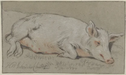 Lying Pig
