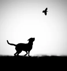 Playful Dog Bird Silhouette