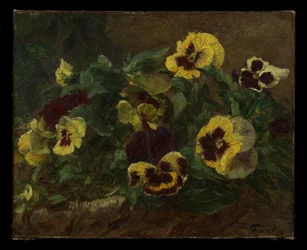 Pansies