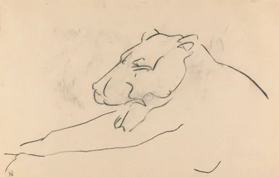 Reclining Lioness