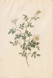 Brier Bush Rose or Dog Rose