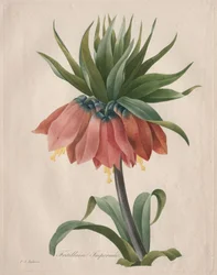 Crown Imperial Fritillary