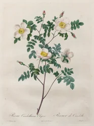 The Roses: Rosa Candolleana Elegans