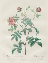 The Roses: Rosa Cinnamomea, 1817-1824