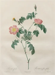Les Roses: Rosa Indica