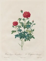 Pompon Rose