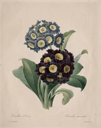 Primula auricula