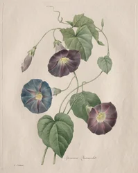 Star-glory Morning-glory, 1827
