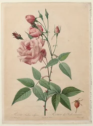 The Roses: China or Bengal Rose, 1817-1824