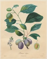Treatise on Fruit Trees: Prune Bifère