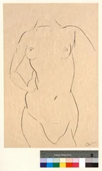 Torso from the Front