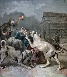 A Criminal Attacked by Three Large Dogs, 1891