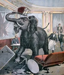 An elephant in the Pre-Catalan Café, Toulouse, France, 1891