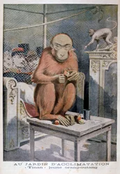 Tinan the orangutan, 1896