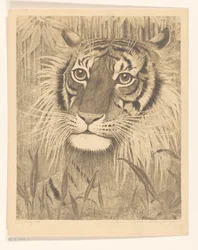 Head of a Tiger