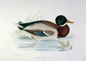 Representation of a Mallard Duck