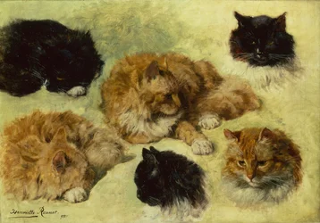 Studies of Cats
